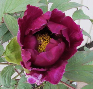 牡丹 盆栽 植木の人気商品 通販 価格比較 価格 Com