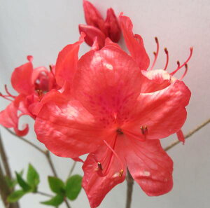 yiz}ccWiRUPj c؁@90cm@Y262