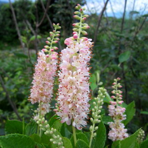 �A�����J�����E�u�@�s���N�X�p�C���[�@6����c�iz02-3�j