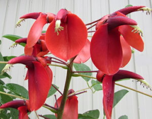 AJfCS(JCREY)@c؁@7tO[A(AC{[)