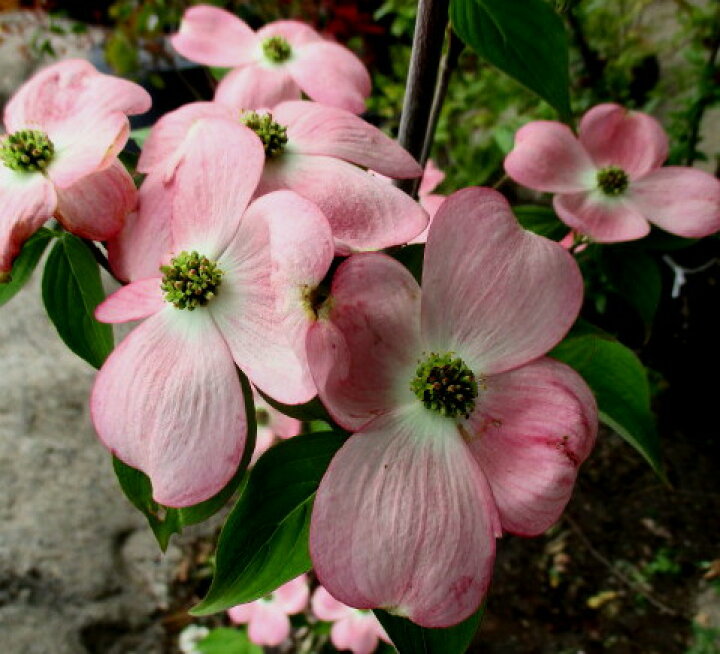 楽天市場 現品発送 花水木 ハナミズキ ステラピンク 苗木 1 4ｍ 千草園芸