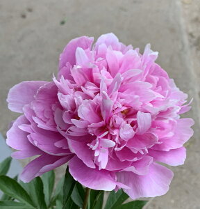 シャクヤク ピンク 苗の人気商品 通販 価格比較 価格 Com シャクヤク ピンク 苗の人気商品 通販 価格比較 価格 Com