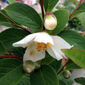 シャラ ナツツバキ 盆栽 植木の人気商品 通販 価格比較 価格 Com シャラ ナツツバキ 盆栽 植木の人気商品 通販 価格比較 価格 Com