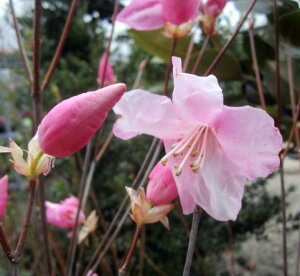 AJVIccW(Ԕ)@c؁@30cm