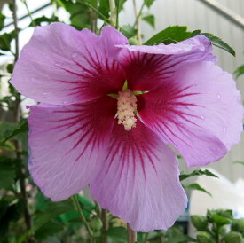 楽天市場 シャロン 花 ガーデン Diy の通販