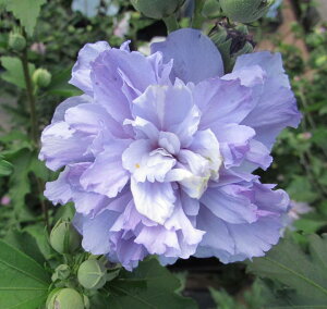 yiFA508zNQ@[YIuV@u[x[@c؁@1.4m@7