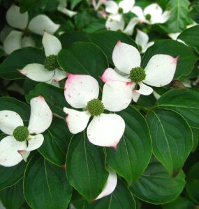 }{EV(R@t)@OfCY@c؁@6@y␫/炫z