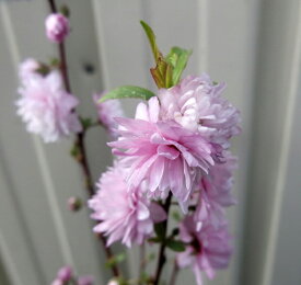 楽天市場 庭桜 苗木の通販