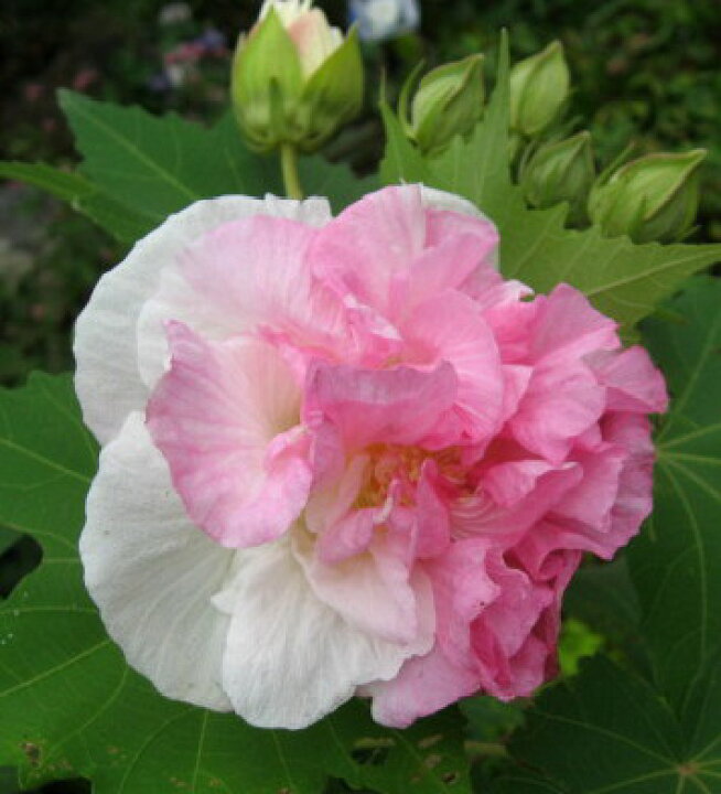 楽天市場 くす玉酔芙蓉 クスダマスイフヨウ 6号 Z02 1 千草園芸