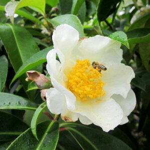 yizS[hjA@VATX@c؁@1m@A677