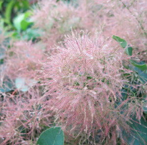 �X���[�N�c���[�@�s���N�{�[���@4.5���@�c��(e06)