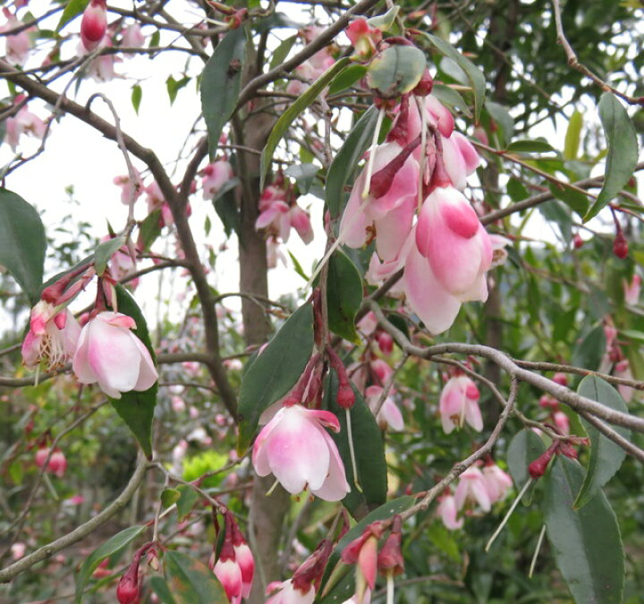 楽天市場】椿（ツバキ）カメリア エリナ 苗木 6号鉢植え（J04） : 千草園芸