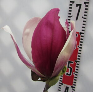 уNijVLNj@c؁@6@1.2m