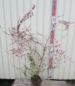 楽天市場 ピンク ユキヤナギの通販