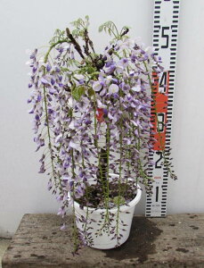 植木 花の人気商品 通販 価格比較 価格 Com 植木 花の人気商品 通販 価格比較 価格 Com