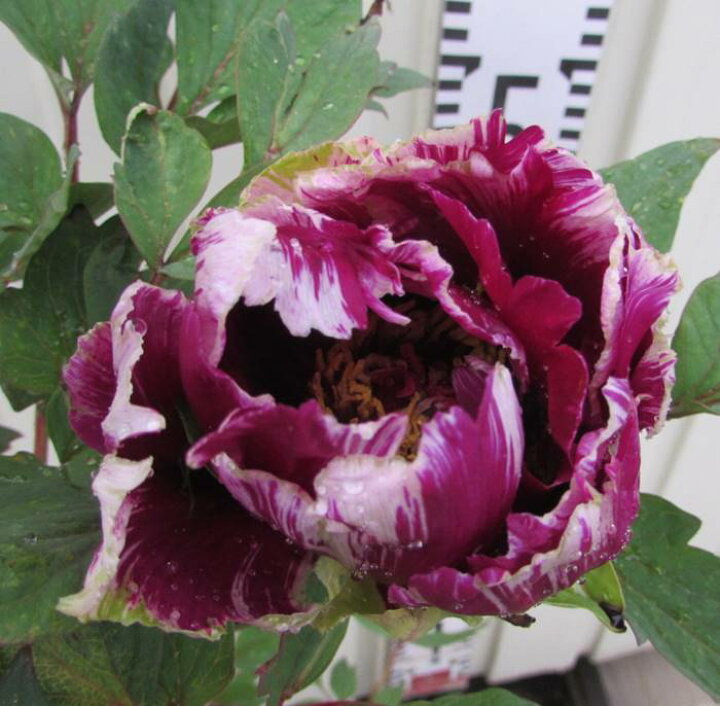 楽天市場 ボタン 牡丹 苗木 黒竜錦 コクリュウニシキ 7号 千草園芸