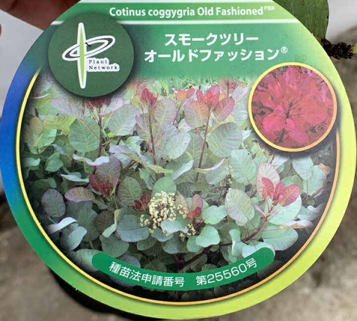 楽天市場】【花なし/現品】スモークツリー オールドファッション 苗木 