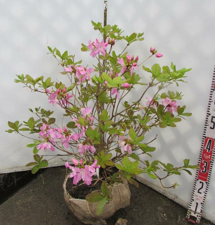 楽天市場 現品 黒船ツツジ クロフネツツジ 大株 W70cm D60cm H50cm 03 千草園芸