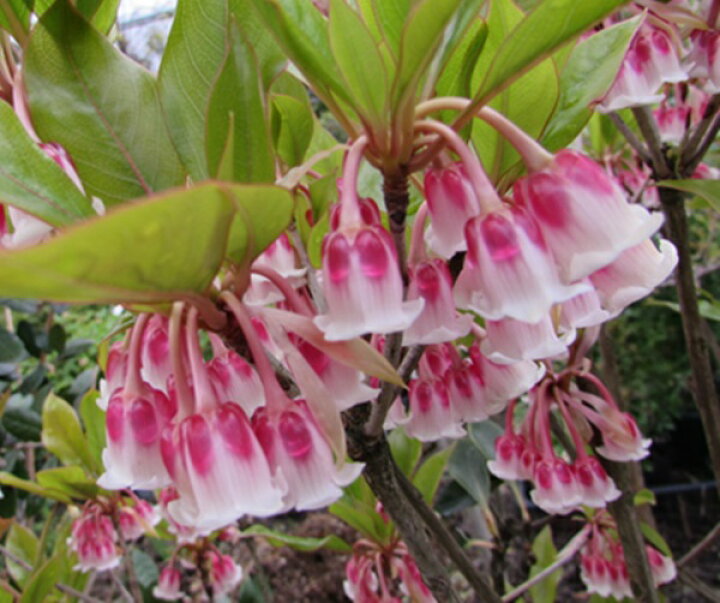 楽天市場 現品 ホンコンドウダンツツジ ピンクシャンデリア 樹高約1m 千草園芸