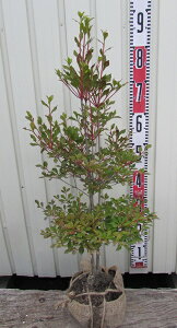 ドウダンツツジ　苗木 　樹高70cm 《根巻き苗、花、紅葉が美しい庭木、鉢植えなどに》
