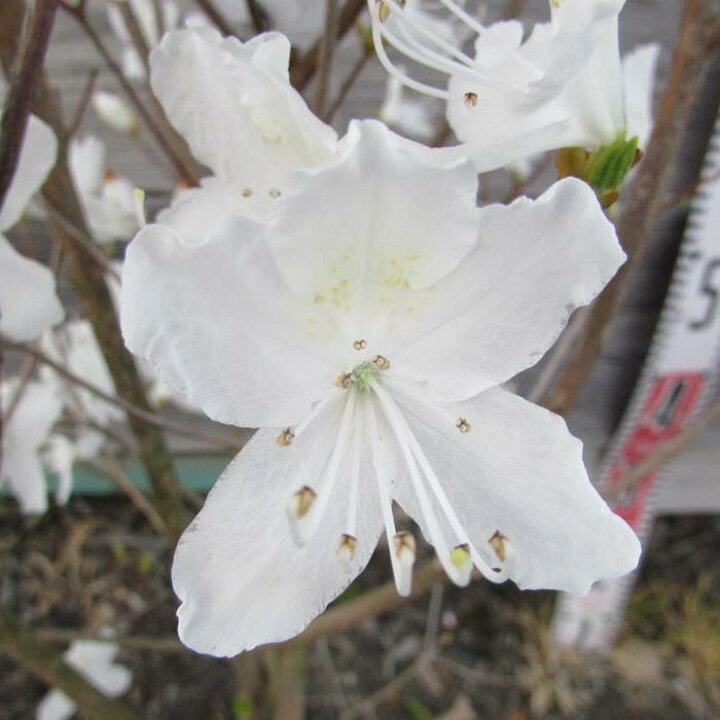 楽天市場】ミツバツツジ 白花 苗木 70cm : 千草園芸
