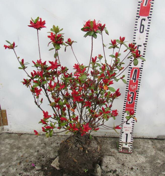 楽天市場 ツツジ 本霧島 ホンキリシマ 苗木 葉張り30ｃｍ 千草園芸