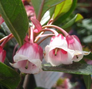 �z���R���h�E�_���c�c�W �s���N�V�����f���A�@5.5���c(e05)