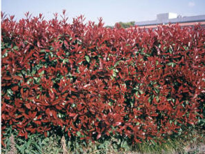 楽天市場 三重カナメ スカーレットパール 1 0m 千草園芸 楽天市場 三重カナメ スカーレットパール 1 0m 千草園芸