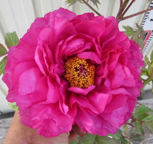 {^(O)@c؁@Sԓa(qbJfj 7