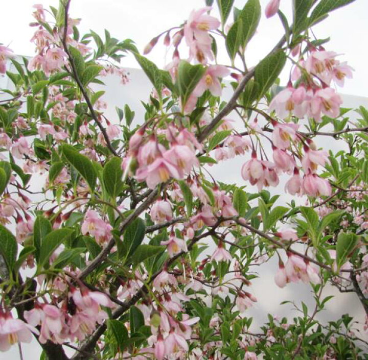 楽天市場 エゴノキ 株立ち ピンク花 1 5ｍ R 千草園芸