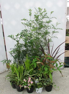 植木 盆栽 シマトネリコ Diy 工具の通販 価格比較 価格 Com