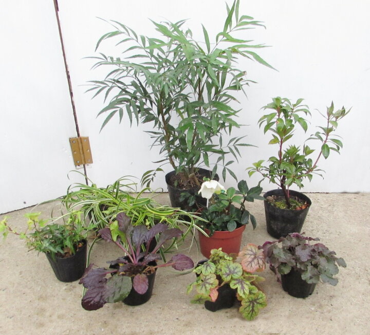楽天市場 日陰で育つ植物 洋風シェードガーデンセット 植物9苗 千草園芸