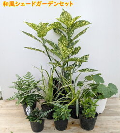日陰で育つ植物　和風シェードガーデンセット【植物7種8苗/園芸肥料付き】