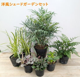 日陰で育つ植物　洋風シェードガーデンセット　【植物6種7苗/園芸肥料付き】