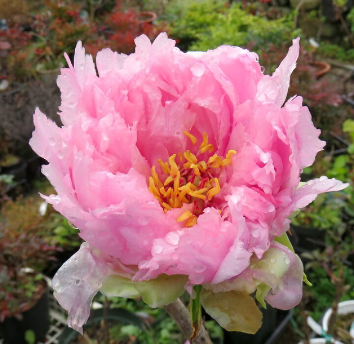 楽天市場 ボタン 寒牡丹 カンボタン 春日山 カスガヤマ 7号苗木 B08 千草園芸