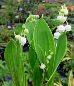 hCcXYc@nhEBb`z[i֔j3|bgc