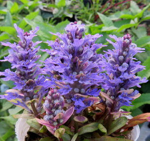 AWK@fBLV[`bv@3cyOhJo[z