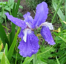 イチハツ 紫花　　4号苗（f08)