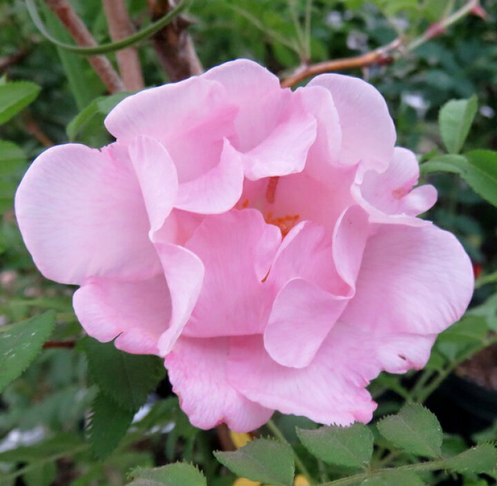 楽天市場 箱根山椒薔薇 ハコネサンショウバラ 6号 F8 千草園芸