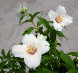 楽天市場 樹木コーナー 花木 落葉 中低木 春咲 バイカウツギ 千草園芸