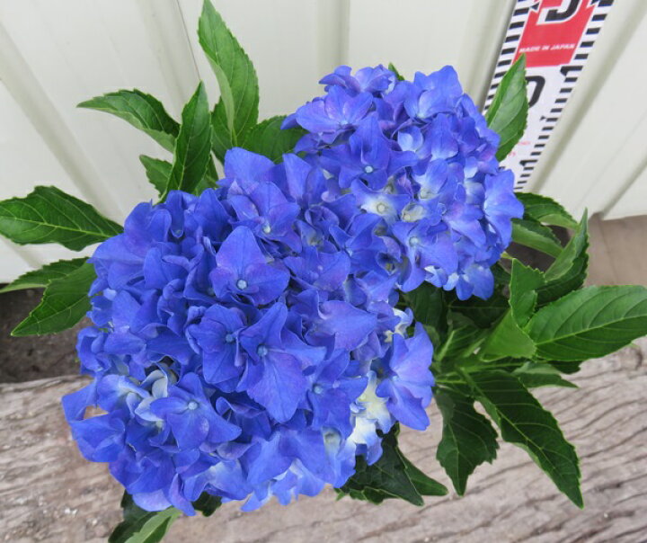 楽天市場 花終わり アジサイ 紫陽花 あじさい アマランスプチ 4号苗 B18 19年入荷株 千草園芸