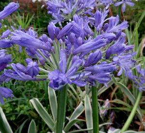 AKpTX @rb^[^X@5.5ciz01-2j