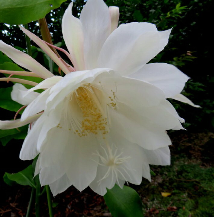 楽天市場 孔雀サボテン 月下美人 ６号苗 H33 千草園芸