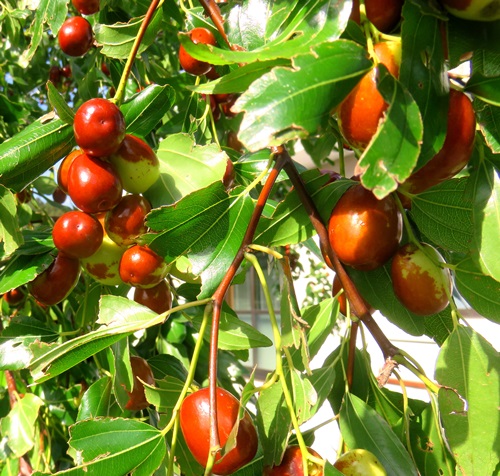 庭木としてもオススメの棗の木 苗木 なつめ 販売期間 限定のお得なタイムセール メーカー再生品 J07 6号苗 ナツメ