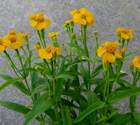 ミントマリーゴールド苗(宿根マリーゴールド)　3号苗(c01)