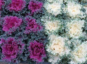 yg10Zbgzn{^itOj`W~i݁jG߂̉ԕc