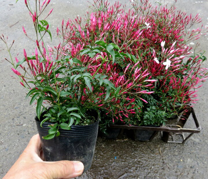 楽天市場 羽衣ジャスミン レッドスター ハゴロモジャスミン 3号ポット苗 千草園芸 楽天市場 羽衣ジャスミン レッドスター ハゴロモジャスミン 3号ポット苗 千草園芸