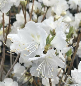 楽天市場 玄海ツツジの通販