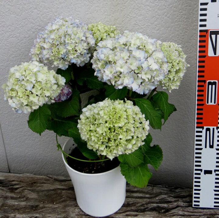 楽天市場 屋外管理苗 アジサイ 紫陽花 あじさい レオン 6号 B07 千草園芸 楽天市場 屋外管理苗 アジサイ 紫陽花 あじさい レオン 6号 B07 千草園芸