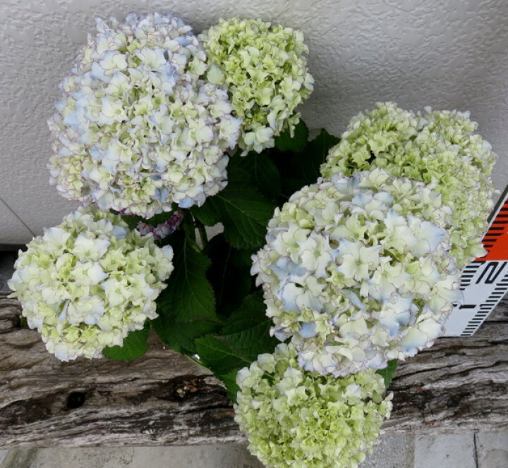 楽天市場 屋外管理苗 アジサイ 紫陽花 あじさい レオン ６号 千草園芸